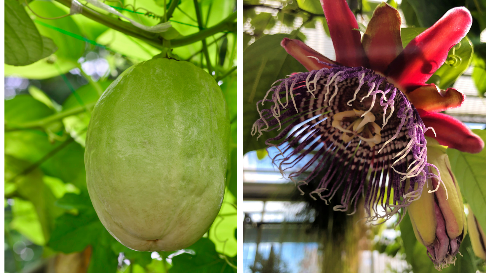 Passiflora quadrangularis